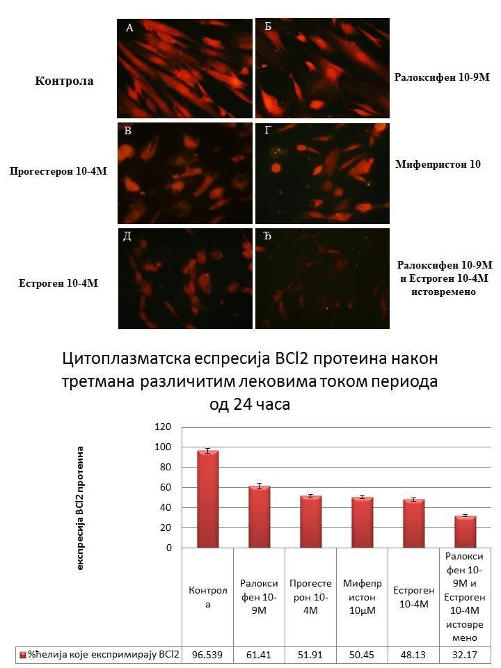 Слика 12. Имунофлуоресцентни приказ експресије анти-апоптотичног протеина Bcl-2 у ендометријалној стромалној ћелијској линији (ThESС ћелијска линија).