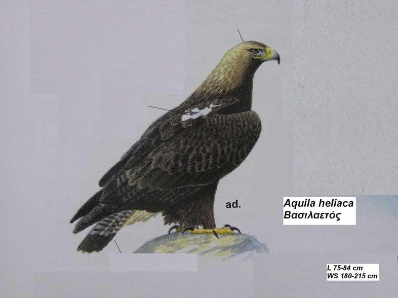16. Βασιλαετός Aquila heliaca Περιγραφή κιτρινωπό στέμμα και αυχένας, υπόλοιπο μαυρόφαιο, λευκοί ώμοι, ουρά με 5-7 κάθετες