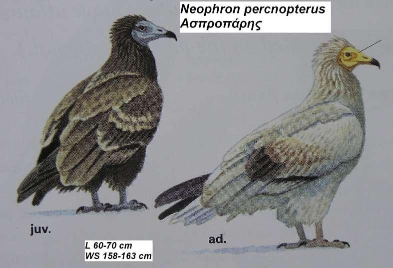 2. Ασπροπάρης Neophron percnopterus Περιγραφή το μικρότερο είδος γύπα της Ευρώπης, λευκωπός με μαύρα πρωτεύοντα και δευτερεύοντα, πάνω μέρος του λαιμού και αυχένας υπόλευκα με