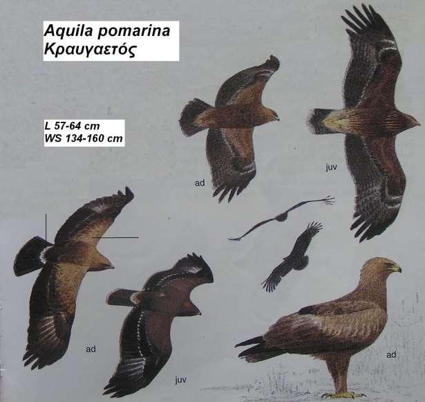 17. Κραυγαετός Aquila pomarina Περιγραφή κεφάλι, λαιμός, καλυπτήρια ανοιχτοκαφέ,