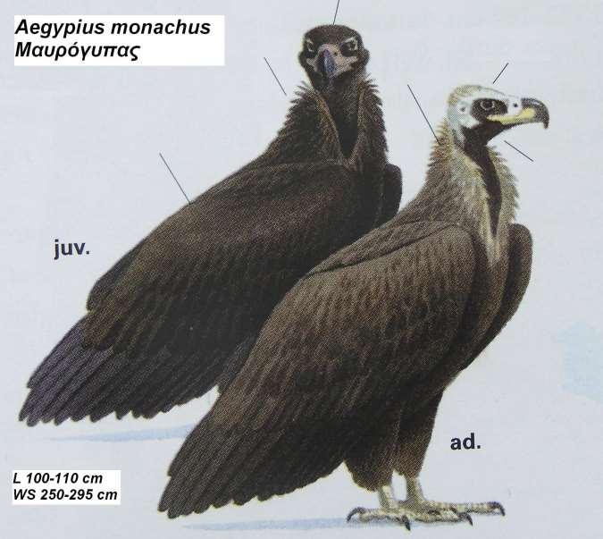 3. Μαυρόγυπας Aegypius monachus Περιγραφή μοιάζει με το όρνιο αλλά διακρίνεται στην πτήση όπου κυρτώνει τις άκρες των φτερών όταν ανεμογλιστρά και η κάτω επιφάνεια είναι ομοιόμορφου σκοτεινόφαιου
