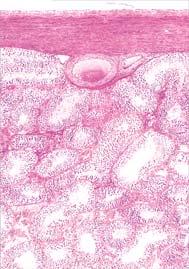 26. TESTIS I EPIDIDYMIS mezotel tunica albuginea Sl. 231.