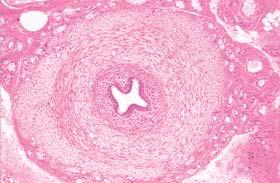 26. TESTIS I EPIDIDYMIS Sl. 240.