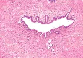 profunda penis trabekula kaverna 28. PENIS Sl. 253.