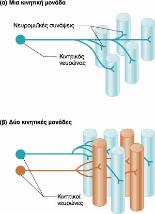 Κινηηική Μονάδα Η λεπξηθή ίλα ελφο θηλεηηθνχ λεπξηθνχ θπηηάξνπ θηάλεη ζηνλ αληίζηνηρν κχ θαη απνζρίδεηαη ζε κηθξφηεξνπο θιάδνπο πνπ ν θαζέλαο ηνπο θαηαιήγεη ζε κηα κπτθή ίλα θαη δεκηνπξγεί κε απηή