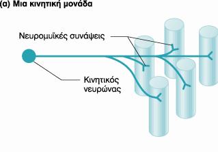 Η νεςπομςφκή ζύνατη Σν ελεξγφ δπλακηθφ θηάλνληαο ζηελ ηειηθή απφιεμε ηνπ θηλεηηθνχ λεπξηθνχ θπηηάξνπ