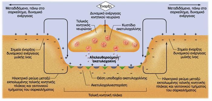 H ACh εθπνιψλεη ηε θπηηαξηθή κεκβξάλε ηεο κπτθήο ίλαο θαη δεκηνπξγείηαη δπλακηθφ ελέξγεηαο ζηελ κπτθή ίλα