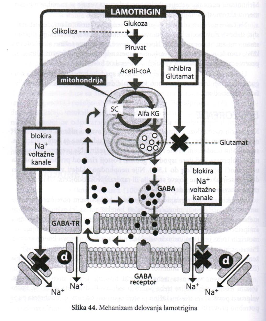 LAMOTRIGIN Mehanizam djelovanja : blokira natrijumske voltažne kanale, stupa u interakciju sa otvorenim natrijumskim voltažnim kanalima. Značajno dejstvo postiže inhibiranjem oslobađanja glutamata.