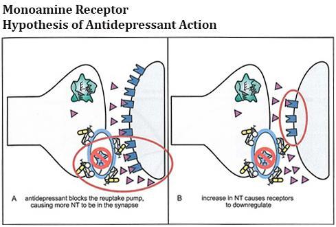 MONOAMINSKA HIPOTEZA DEPRESIJE Monoaminska hipoteza depresije kaz e da postoji smanjenja jednog ili više monoamina dopamina / DA/, /5HT/ 5 hidroksitriptamina ili norepinefrina /NE/.