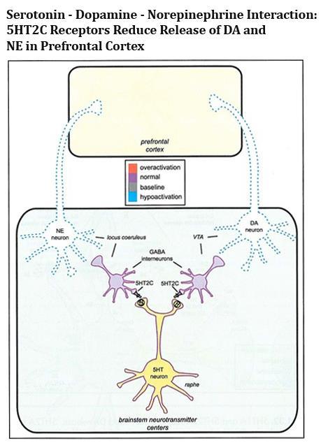 5HT1A i 5HT2A receptori mogu djelovati na oslobađanje DA.