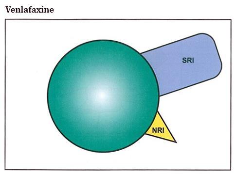 SEROTONIN NORADRENALIN REUPTAKE INHIBITORI/SNRI/ Venlafaxin ima različit stepen inhibicije ne reuptake zavisno od doze dok sertonin reuptake inhibicija je potentna i prisutna u svim upotrebljenim