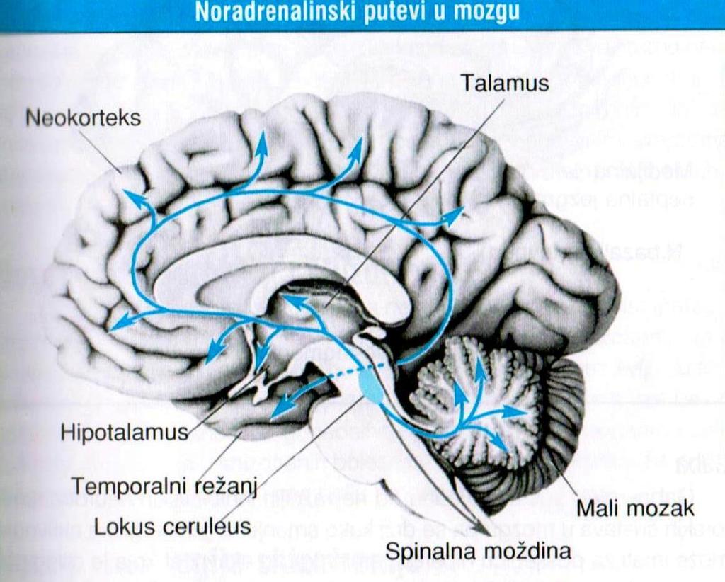 Noradrenergički putevi idu paralelno sa serotonergičkim, a funkcije su im komplementarne. Polazište im je l. Coeruleus ka talamusu, hipotalamusu, limbičkom sistemu, kori.