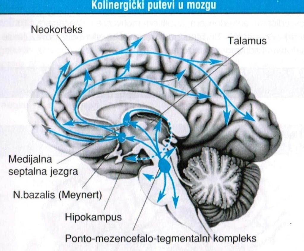 ACETILHOLIN HOLINERGIČKI SISTEM Glavno polazište AcH puteva je magnocelularno Maynertovo jedro u mezencefalonu, idu ka limbičkom sistemu, kori neokorteksu i do ARAS-a.