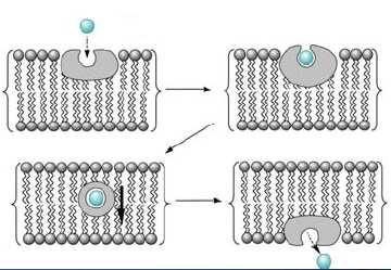PROTEINI NOSAČI kao ciljna mesta dejstva leka deo strukture odgovoran za aktivnost leka u ćelji Proteini nosači: 1.