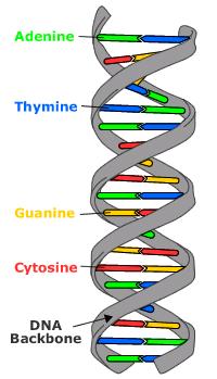 Sekundarna struktura RNK i DNK Adenin Timin Guanin Citozin -dva DNK lanca aranžirana u duplom heliksu konstantnog dijametra Sparivanje nukleinskih baza izmeñu dva