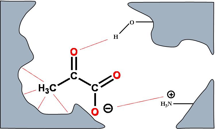 Indukovano fitovanje: vezivanje pirogrožñane kiseline -interakcija sa supstratom, oslabljene π veze, olakšana reakcija