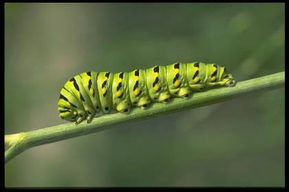 Μετακίνηση Προνύμφες/«Κάμπιες» Lepidoptera Ψευδόποδες: κυλινδρικές αποφύσεις του εξωσκελετού με σειρές