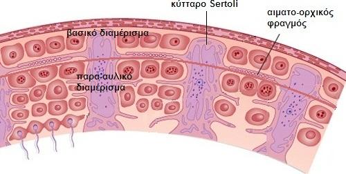 Εικόνα 6.