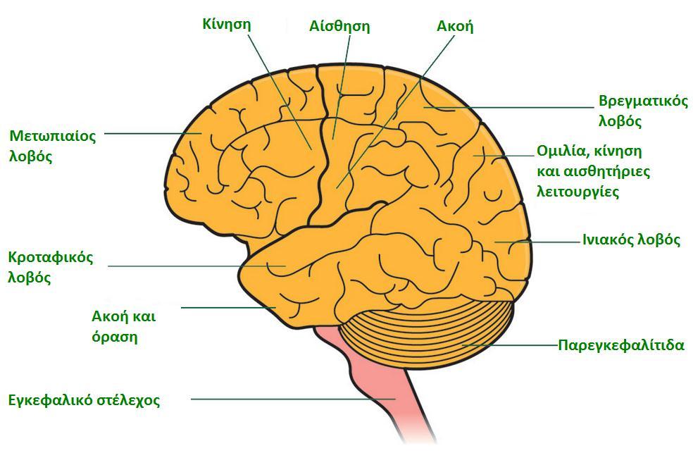Εικόνα 2: Οι περιοχές του εγκεφάλου 1.1.4 Τύποι Υπάρχουν δύο κύριοι τύποι όγκων εγκεφάλου, οι οποίοι είναι οι πρωτογενείς και οι δευτερογενείς όγκοι.