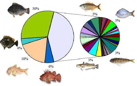 Την µεγαλύτερη αφθονία την παρουσίασε το είδος Diplodus annularis µε ποσοστό 29%, το είδος Mullus surmuletus µε ποσοστό 20% και το είδος Boops Boops µε