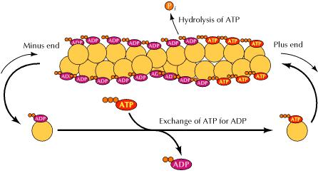 Η κίνηση με ανασχηματισμό και ο ρόλος του ATP στον