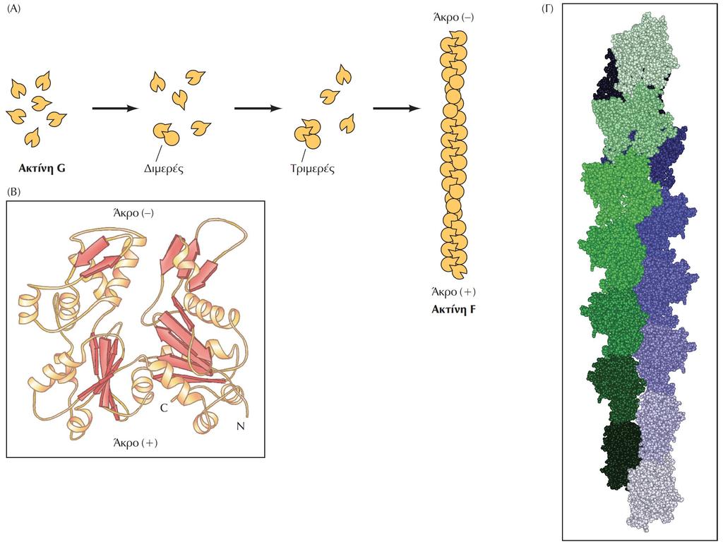 Πολυμερισμός της G-(globular) ακτίνης