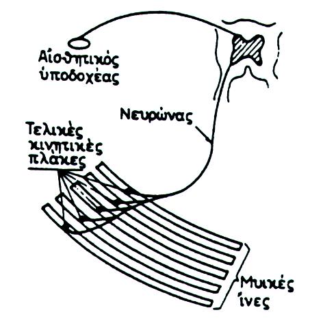 Σχηματική παράσταση κινητικής μονάδας: νευρώνας με νευρικές ίνες,
