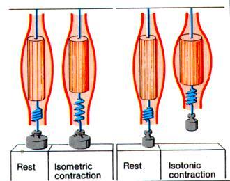 Ισοτονική και ισομετρική συστολή Ισοτονική συστολή: Όταν ένα βάρος εφαρμοστεί σε ένα μυ, τον αναγκάζει να ερεθιστεί και να εμφανίζει ικανή ένταση για να σηκώσει το βάρος.
