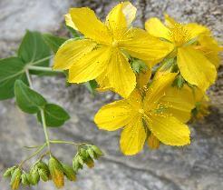 Τάξη: Malpighiales Οικογένεια: Hypericaceae Γένος: Hypericum Είδος: perforatum Κοινή Ονομασία: Σπαθόχορτο Γενικά χαρακτηριστικά Εικόνα 11: Σπαθόχορτο Το σπαθόχορτο (Εικόνα 11) ανήκει στην οικογένεια