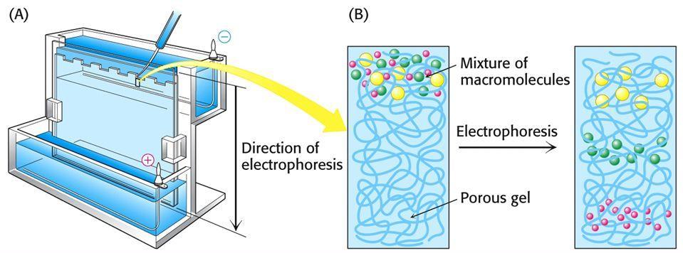 electrophoresis) SDS gel