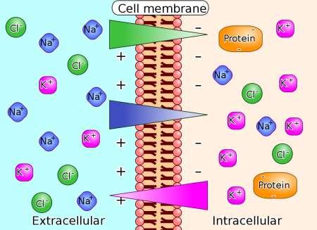 ΚΥΤΤΑΡΙΚΕΣ ΜΕΜΒΡΑΝΕΣ Λόγω της διαφορετικής κατανομής ιόντων μεταξύ του εσωτερικού και του εξωτερικού όλων των ζωντανών κυττάρων, υπάρχει μια διαφορά δυναμικού διαμέσου όλων των κυτταρικών μεμβρανών,