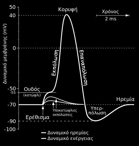 (Για τους νευρώνες, τα πιο χαρακτηριστικά διεγέρσιμα κύτταρα, το δυναμικό ηρεμίας κυμαίνεται από 70 έως 80 mv.