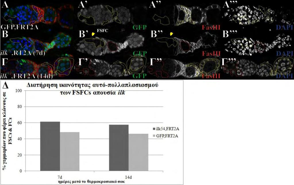 (66) (36) Δηθόλα 44 : Σα βιαζηηθά θύηηαξα απνπζία ilk δηαηεξνύλ ηελ ηθαλόηεηα ηνπο λα πνιιαπιαζηάδνληαη θαη λα παξακέλνπλ ζηελ πεξηθέξεηα ηνπ γεξκάξηνπ (FSFCs).
