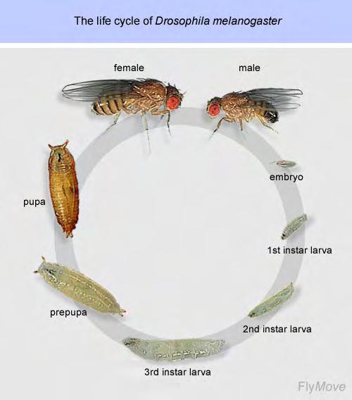 Δηθόλα 1: Ο θύθινο δσήο ηεο Drosophila (απυ http://flymove.uni-muenster.