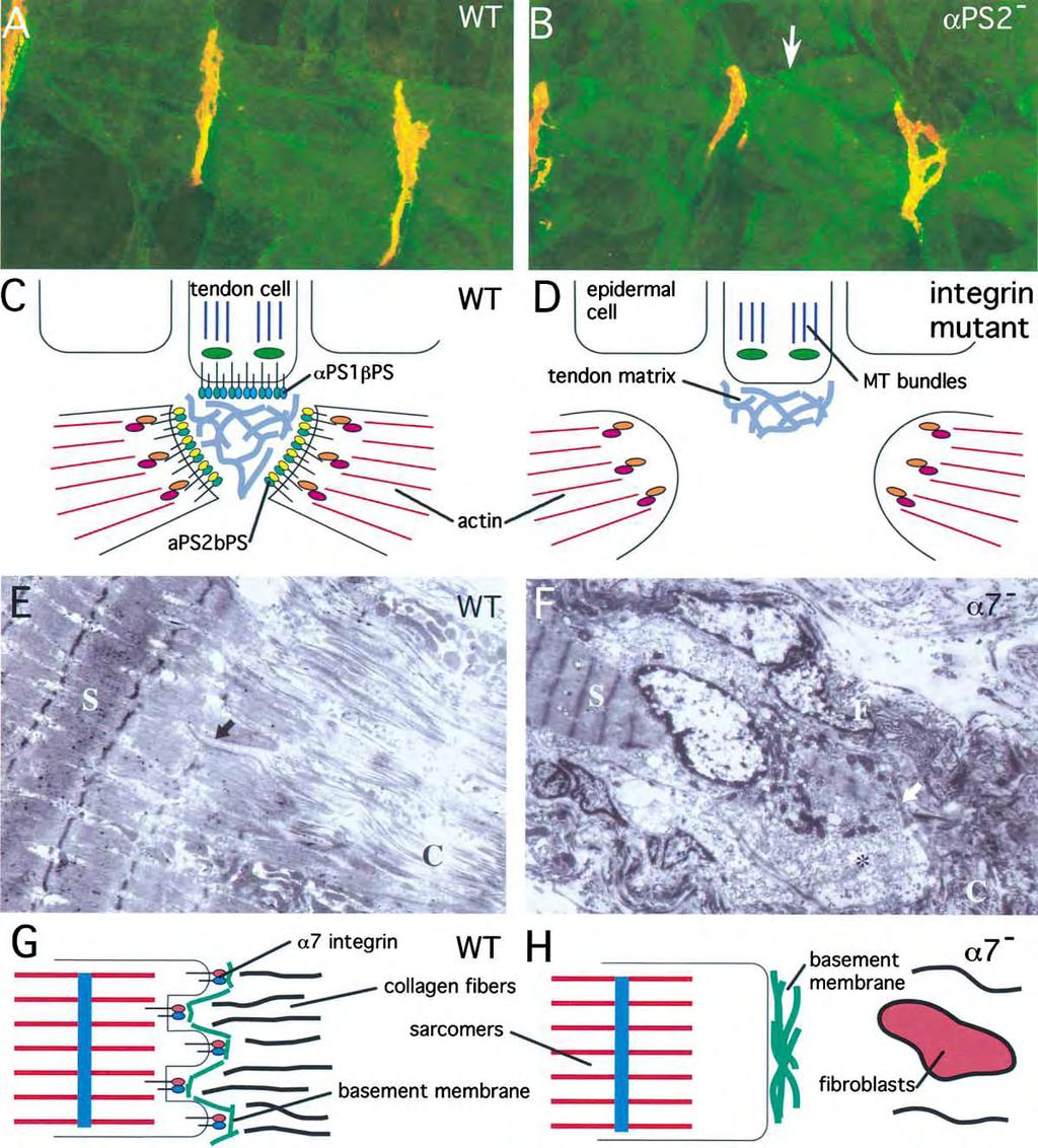 ζοκδέεηαζ ιε ηζξ θαιζκίκδ α1,2 (Martin et al., 1999) ηαζ ηζβηνίκδ (Σiggrin) (Bunch et al., 1998).