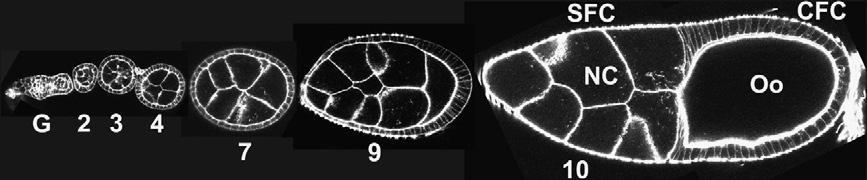 Horne-Badovinac and Bilder 2005), ηαζ ηδ αζμθμβία ηςκ ηοηηάνςκ ηαζ ηςκ ιζζπμεζδχκ ηοηηάνςκ (Lin 2002; Xie, Kawase et al. 2005) 1.3.