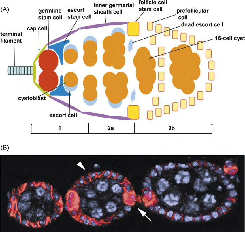 Δηθόλα 8: (A) Γηάγξακκα ηνπ γεξκάξηνπ ηεο Drosophila, (B) Υξώζε σνζπιαθίσλ γηα Fas3 (θόθθηλν) θαη γηα DNA κε ρξώζε Topro3 (ιεπθό). Πνιηθά θύηηαξα, ηνμπμπμζδιέκδ απυ (Wu, Yamada-Mabuchi et al. 2008) 1.