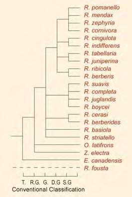 Φ Σ.Σ.Γ Γ Π.Ε Ο.Ε Διάγραμμα 1. Η φυλογενετική ταξινόμηση ειδών του γένους Rhagoletis. Οι συντομογραφίες στο κάτω μέρος της εικόνας σημαίνουν: Φυλή (Φ), Στενά συνδεόμενα γένη (Σ.Σ.Γ), Γένη (Γ), Προερχόμενα από ομάδες ειδών (Π.