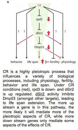 κυτταρικού κύκλου, προστατεύοντας έτσι την καταστροφή του DNA του κυττάρου (Rogina, 2005). Αφού η καταστολή της δραστηριότητας της Dmp53 συνεπάγεται αύξηση της διάρκειας ζωής του D.