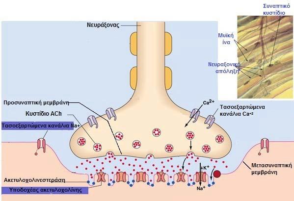 συναπτική σχισμή ακετυλοχολίνη, προσδένεται στους υποδοχείς της στη μετασυναπτική μεμβράνη του μυϊκού κυττάρου και προκαλεί με τη σειρά της διάνοιξη των υποδοχέων της και είσοδο ιόντων νατρίου (Na +