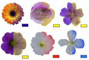 Detection and Learning of Floral Electric Fields