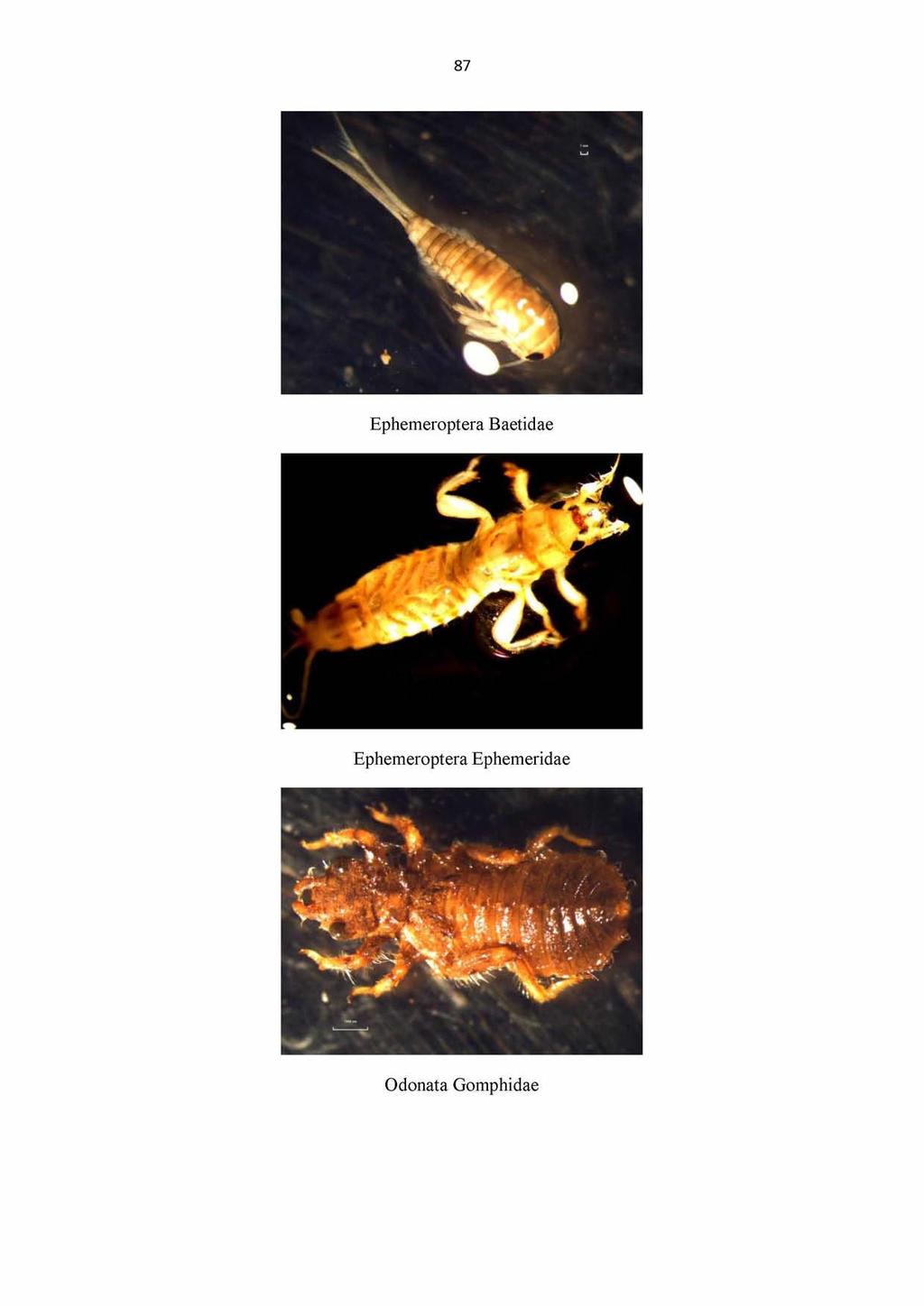 87 Ephemeroptera Baetidae