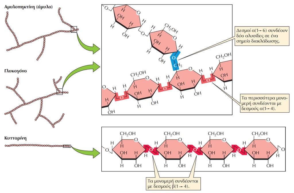 ΕΙΚΟΝΑ 2.4 Δομή πολυσακχαριτών. Οι πολυσακχαρίτες είναι μακρομόρια που αποτελούνται από εκατοντάδες ή χιλιάδες απλά σάκχαρα.
