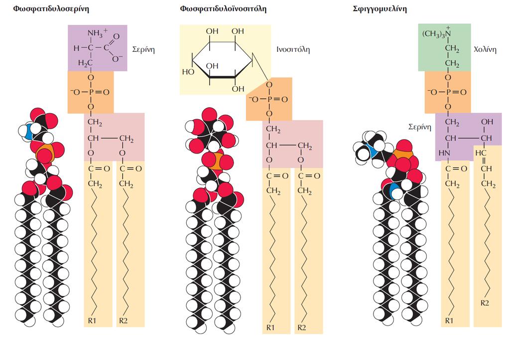 ΕΙΚΟΝΑ 2.7 (Β) Δομή φωσφολιπιδίων. Τα φωσφολιπίδια γλυκερόλης περιέχουν δύο λιπαρά οξέα συνδεδεμένα σε γλυκερόλη. Τα λιπαρά οξέα μπορεί να διαφέρουν μεταξύ τους και συμβολίζονται με R1 και R2.