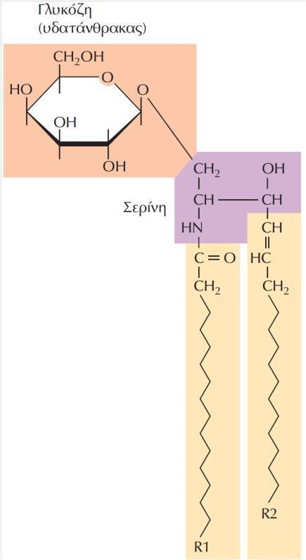 ΕΙΚΟΝΑ 2.8 Δομή γλυκολιπιδίων.
