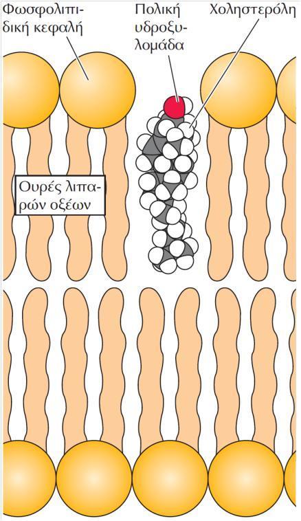 ΕΙΚΟΝΑ 2.24 Εισαγωγή χοληστερόλης σε μια μεμβράνη.