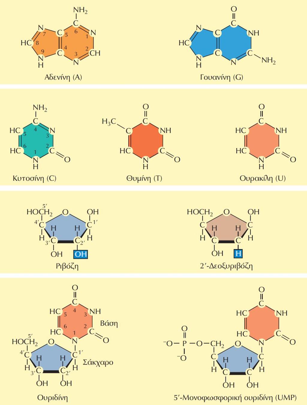 ΕΙΚΟΝΑ 2.10 Συστατικά νουκλεϊκών οξέων. Τα νουκλεϊκά οξέα περιέχουν βάσεις πουρίνης και πυριμιδίνης που συνδέονται με φωσφορυλιωμένα σάκχαρα.