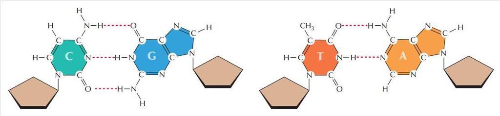 ΕΙΚΟΝΑ 2.12 Σύζευξη μεταξύ συμπληρωματικών βάσεων νουκλεϊκών οξέων.