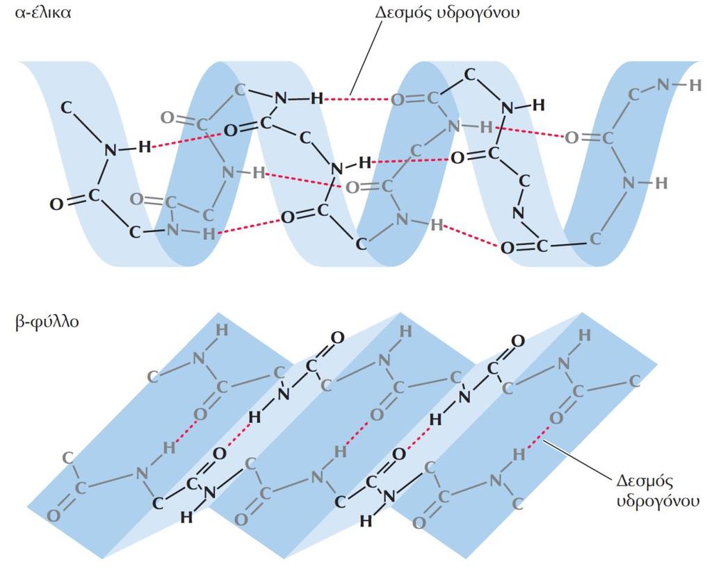 ΕΙΚΟΝΑ 2.19 Δευτεροταγής δομή πρωτεϊνών. Οι πιο κοινοί τύποι δευτεροταγούς δομής είναι η α-έλικα και το β-φύλλο.