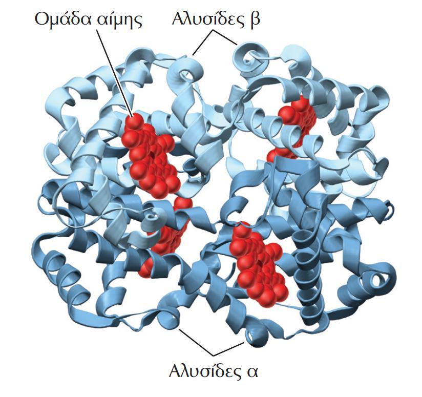 ΕΙΚΟΝΑ 2.21 Τεταρτοταγής δομή αιμοσφαιρίνης.